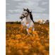 6713 fotografie 1
